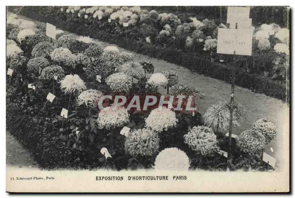 Exposition d'Horticulture Paris — Chrysanthèmes en fleurs — Cl. Nohécourt Photo, Paris - Recto