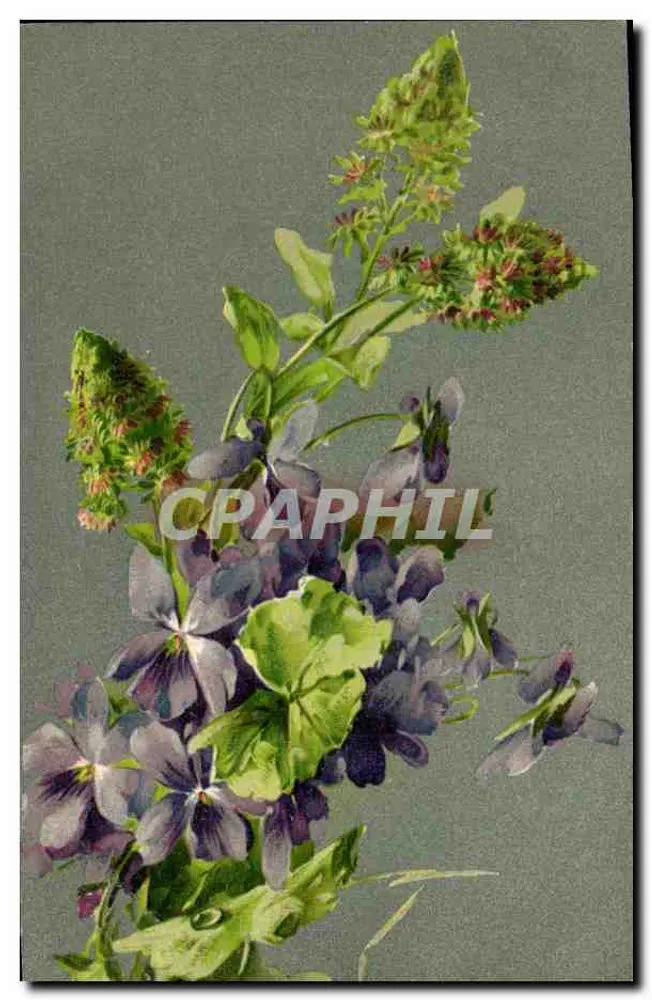 Flores de violetas e plantas verdes — ilustração botânica — editor não visível - Frente