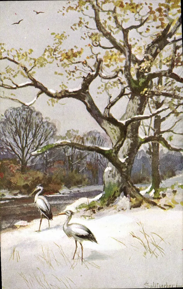 Dois garças em um paisagem invernal — SPLITZERBER — editor 'Im Wald', série I, n°4 Dess. - Frente