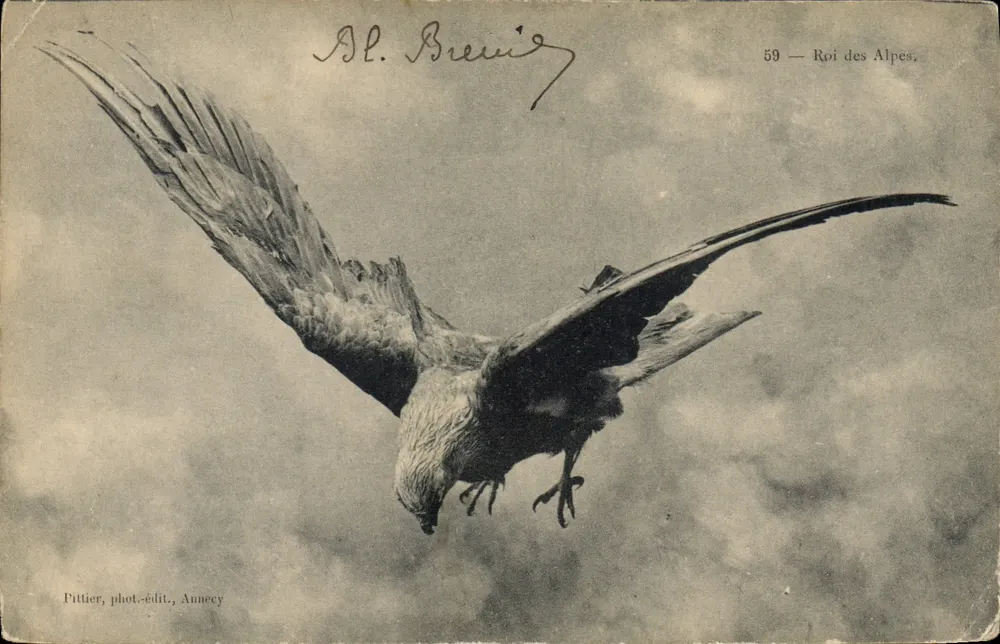 Aigle en vol — Éditeur Pittier, phot.-édit., Annecy, n° 59 — Roi des Alpes. - Awers