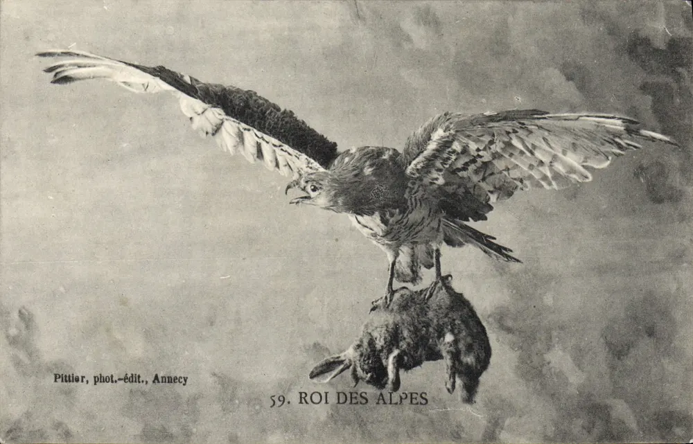 Rei das Alpes — Águia com asas abertas segurando um coelho — Pittier, fot.-edit., Annecy, n°59 - Frente