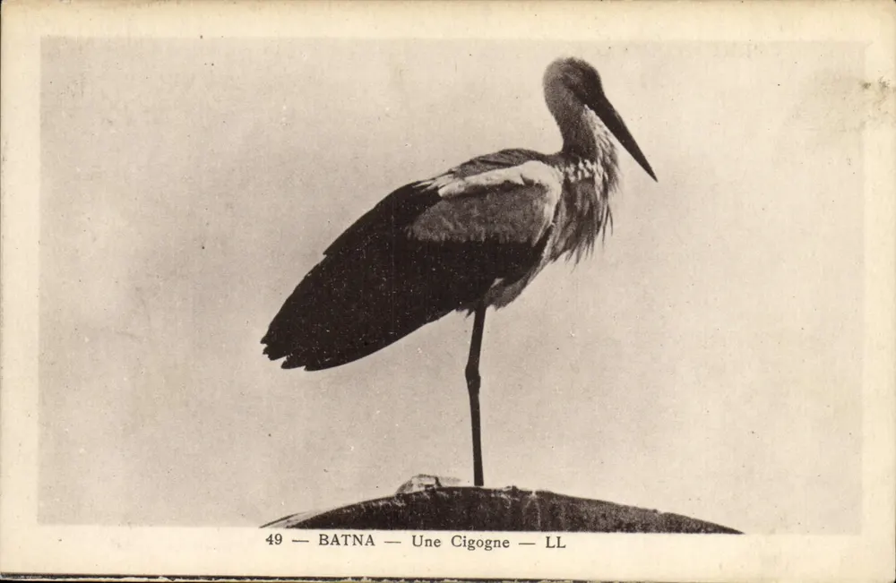 Batna — Uma Coruja — LL - Frente