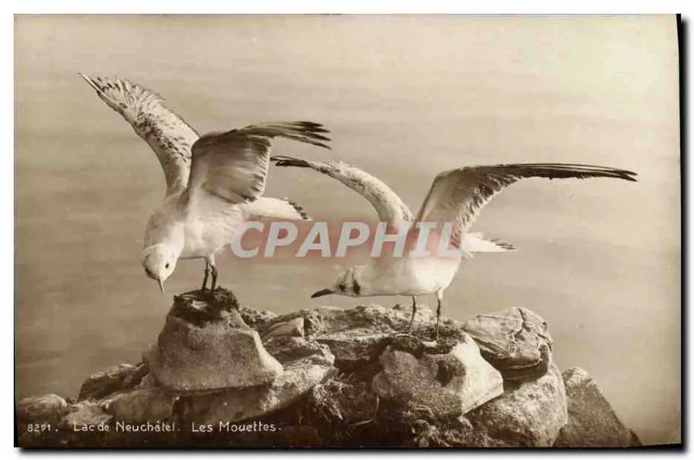 Lago de Neuchâtel — As Garças — Edição Art. Perruchet, Lausanne, n°8291 - Frente