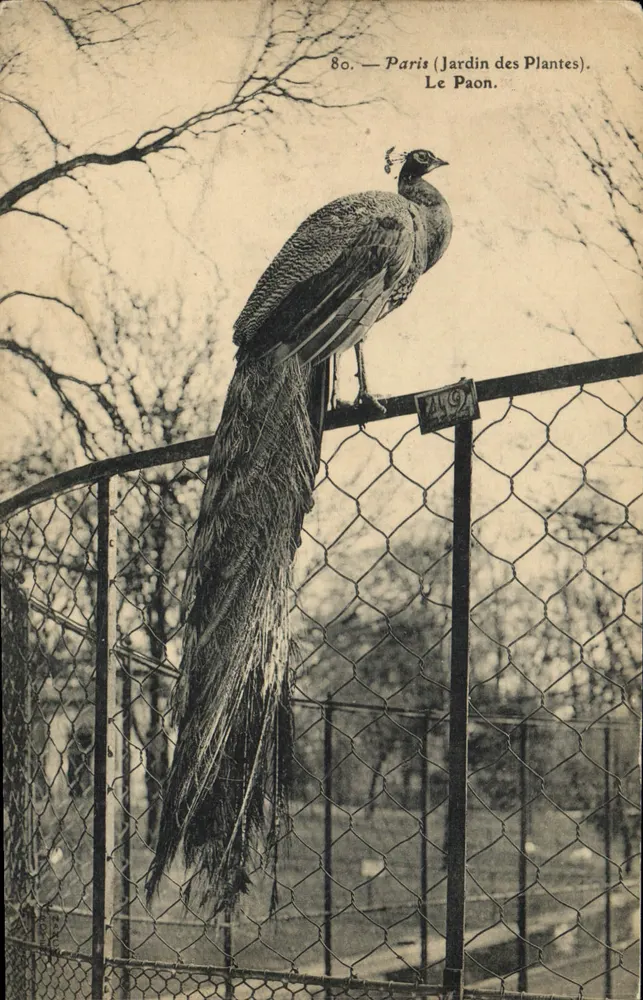 Paris — Jardin des Plantes — Le Paon. Éditeur : Le Paon. N° de série : 80. - Vorderseite
