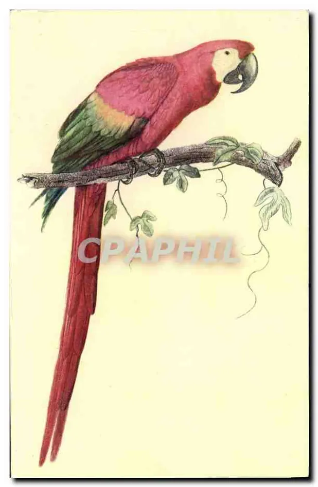 Ara Aracanga — pássaro tropical — Editado pelo Comitê Nacional da Criança, Paris - Frente