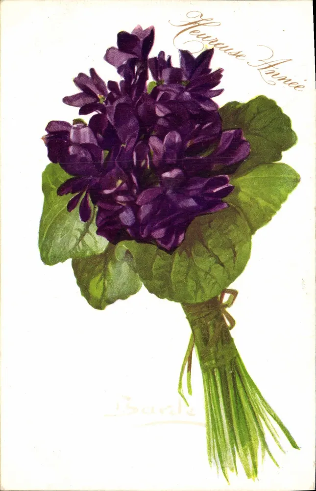 Mata de violetas — 'Heureuse Année' — Bande - Frente