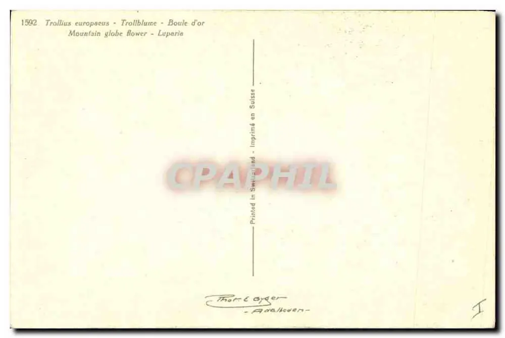 Trollius europaeus — Boule d'or — impresso na Suíça - Verso