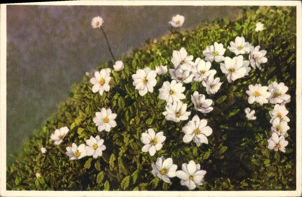 Dryas octopetala — Silberwurz — STAF, n° 270 - Recto
