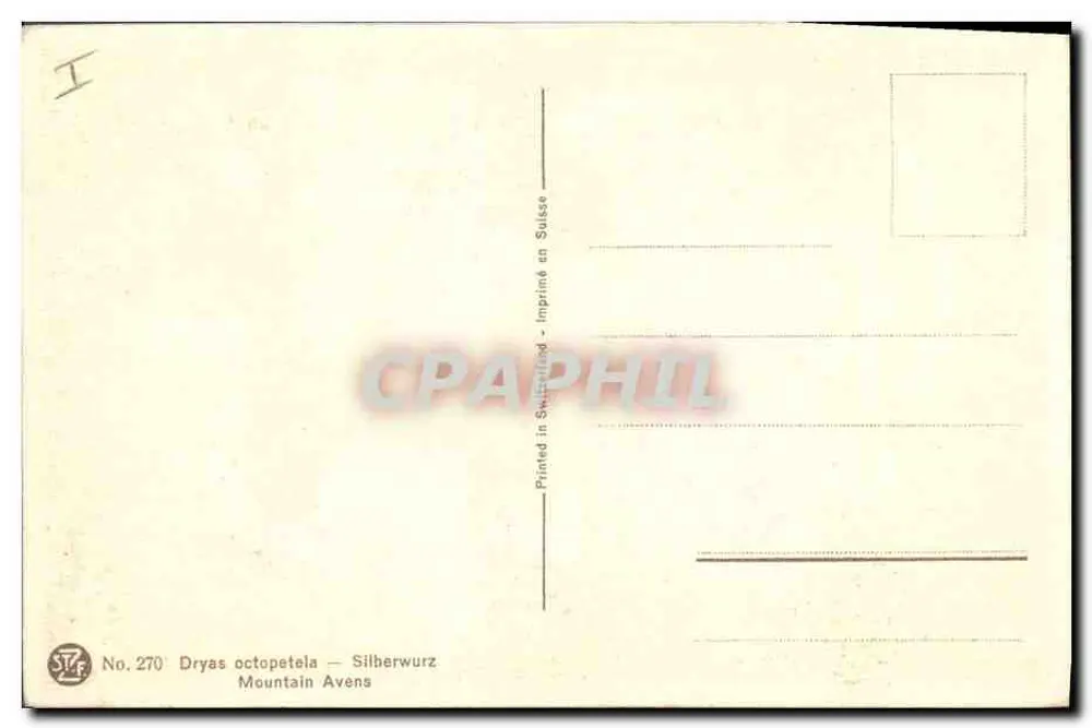 Dryas octopetala — Silberwurz — STAF, n° 270 - Verso