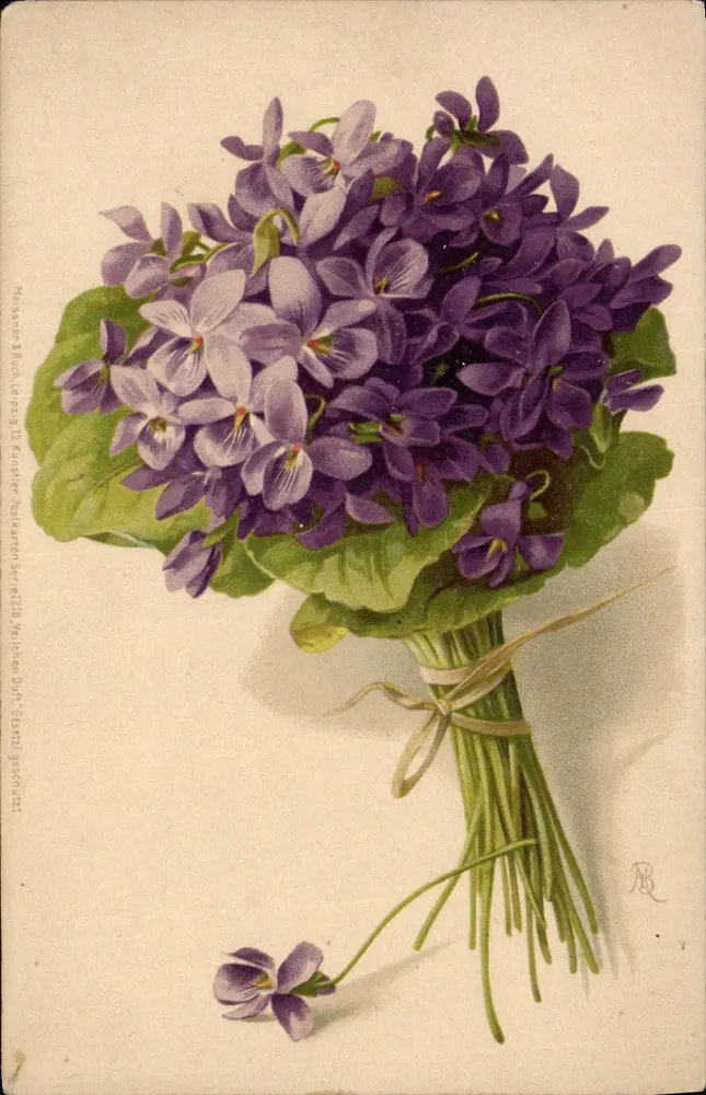 Bukiet fioletów — ilustracja botaniczna — wydawca: Messner & Co., Leipzig - Awers
