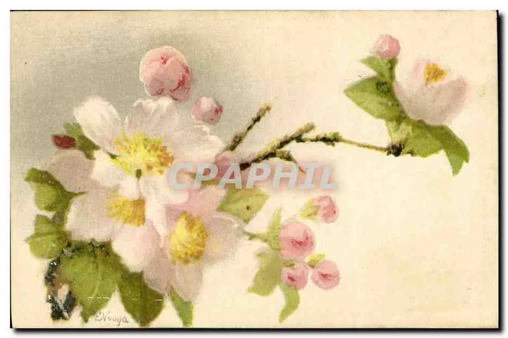 Flores de pêssego — Editor Vouga & Co. — N° 58 - Frente
