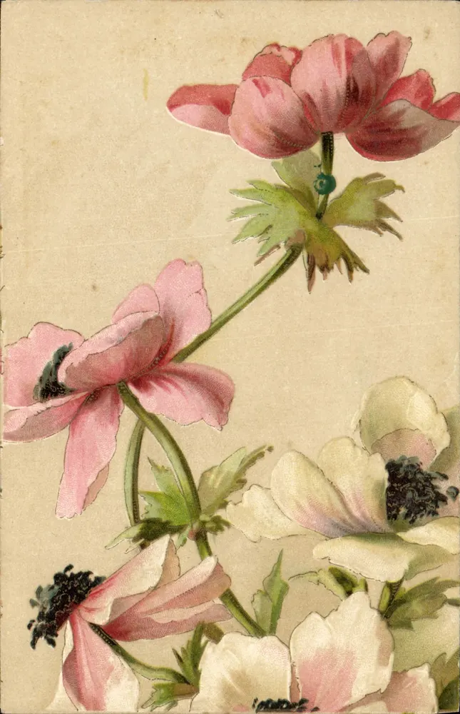 Flores de anêmonas — edição A. Brunache - Frente