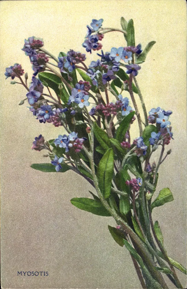 Bouquet de olor de muerto — editor Cartes Méliès Carneille - Anverso