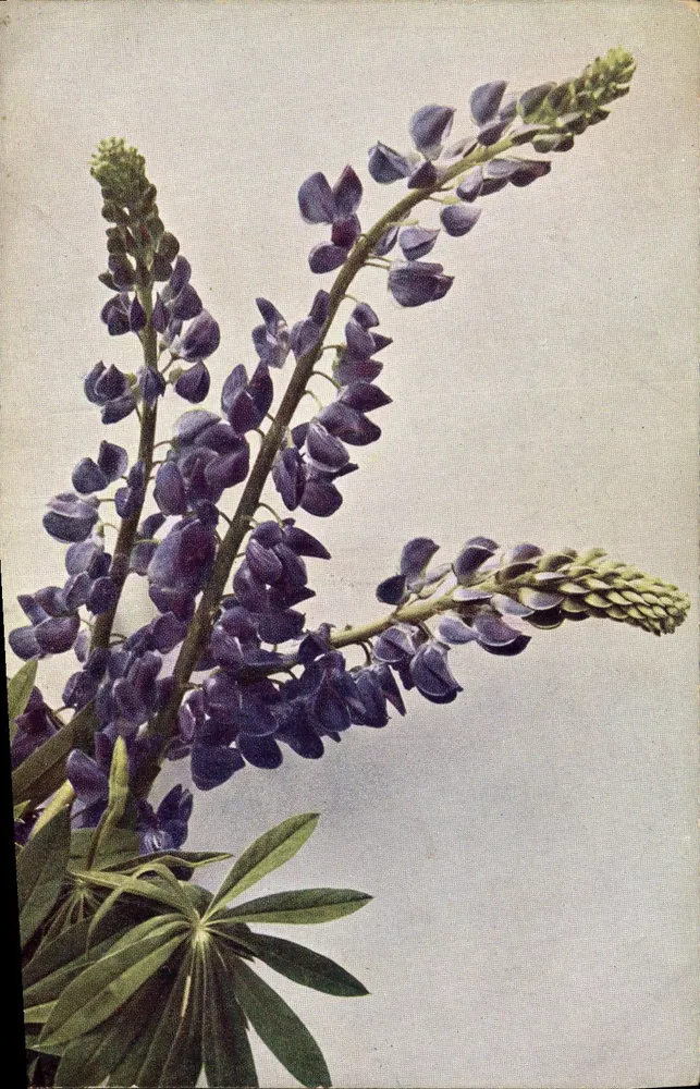 Lupin perennis — Lupin ogrodowy — Kümmerer & Jons, Dresden, seria Flora, n°165 - Awers