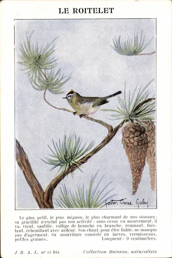 Le Roitelet — ilustração naturalista — J.B.A.L. n° 55 bis - Frente