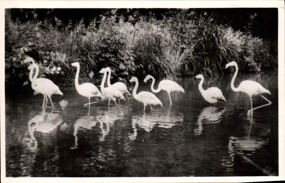 Rosaflamingos — Zoologischer Park Clères — ROISS-EL-Edition - Vorderseite