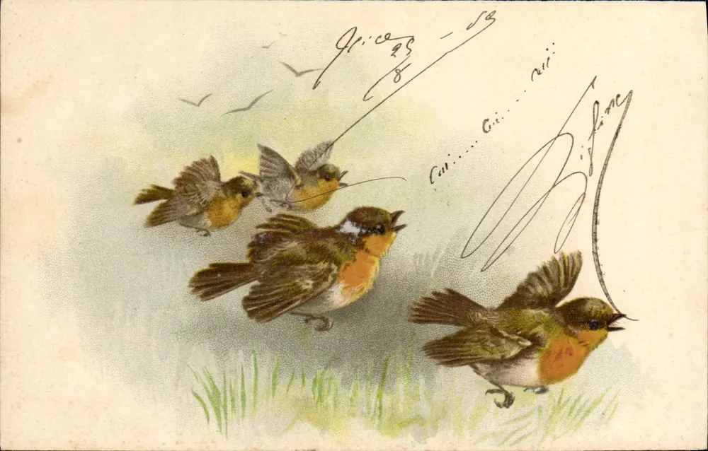 Aves em voo — ilustração colorida — editor não identificado - Frente