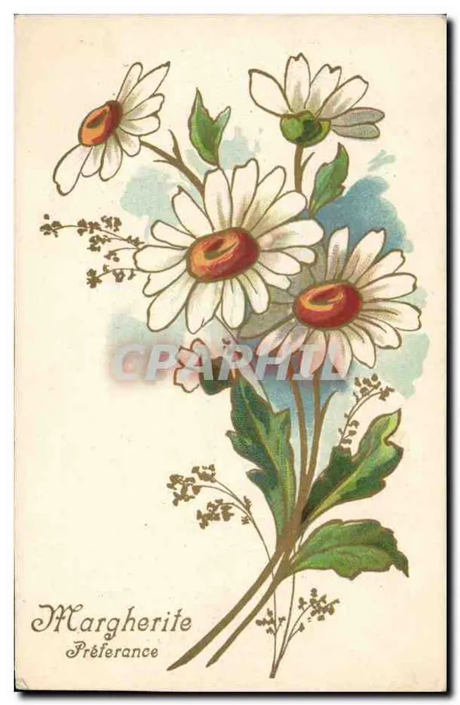 Marguerite Préférence — ilustração de flores — Cartolina Postal - Frente