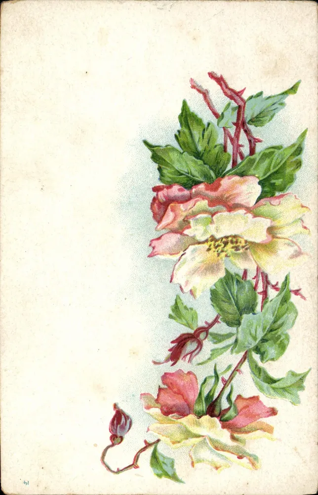 Kwiaty róża — ilustracja botaniczna — nieznany wydawca, nr 41 - Awers