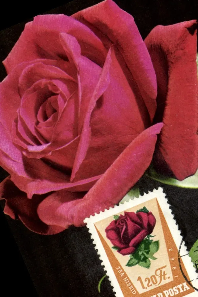 Tee-rozen Hybride — antieke postzegel Roemenië 1962 — uitgever R. Hamel - Voorkant