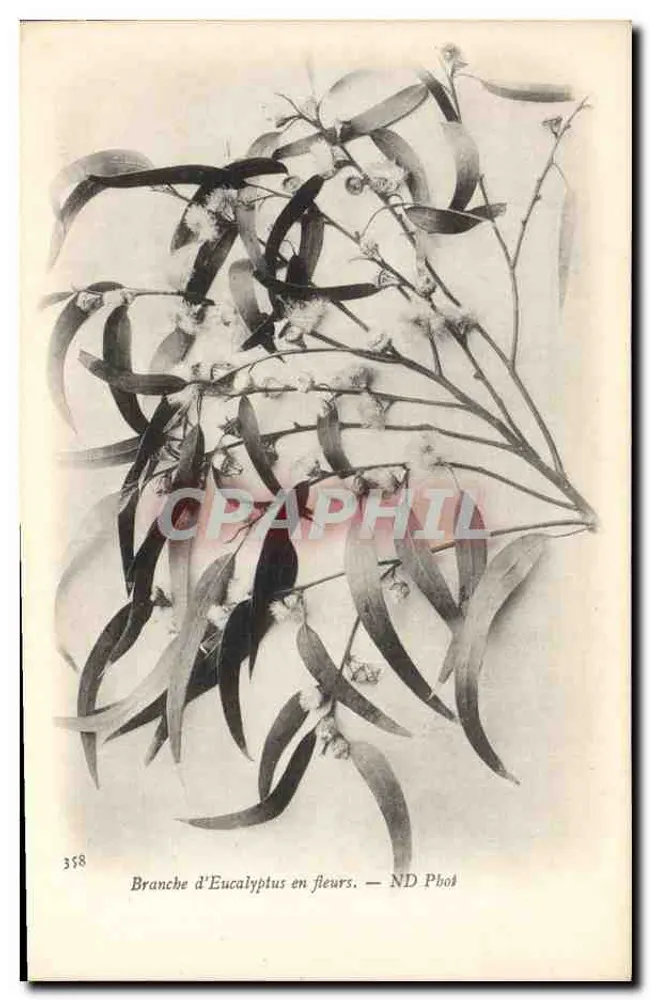 Blühender Eukalyptuszweig — ND Phot — n° 358 - Vorderseite