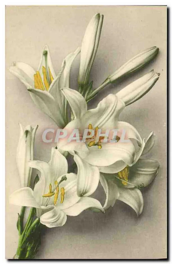 Witte lilas — botanische illustratie — uitgever Martin Rommel & Co, Stuttgart - Voorkant