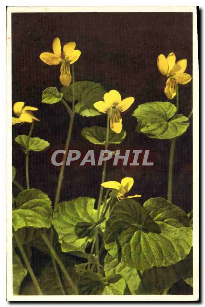 Violetas amarelas — Viola biflora — Impresso na Suíça - Frente