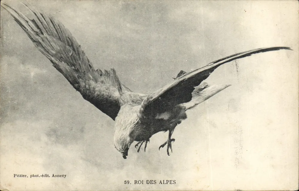 Aigle — Rei das Alpes — Pittlier, fot.-edit. Annecy, n°59 - Frente