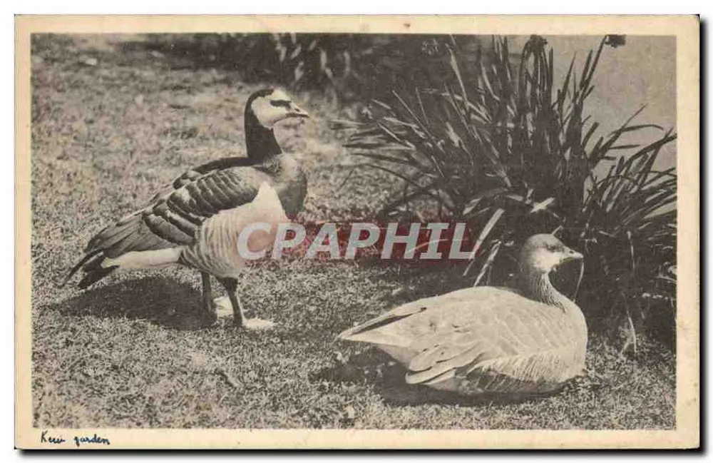 Zwei Gänse im Garten von Kew — Royal Botanic Gardens, Kew — Verlag nicht sichtbar - Vorderseite