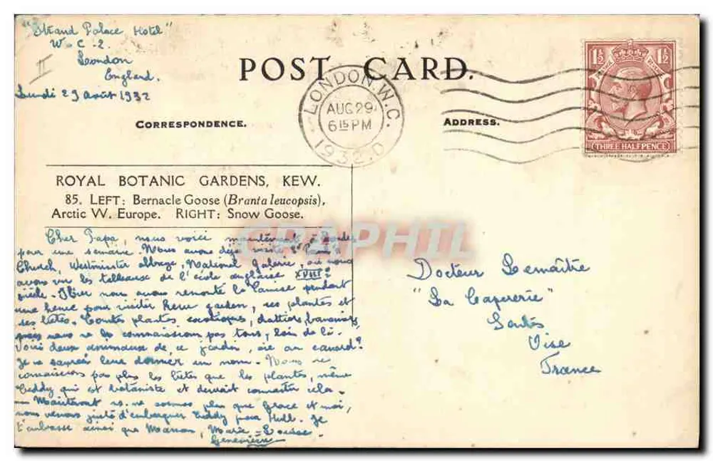 Zwei Gänse im Garten von Kew — Royal Botanic Gardens, Kew — Verlag nicht sichtbar - Rückseite
