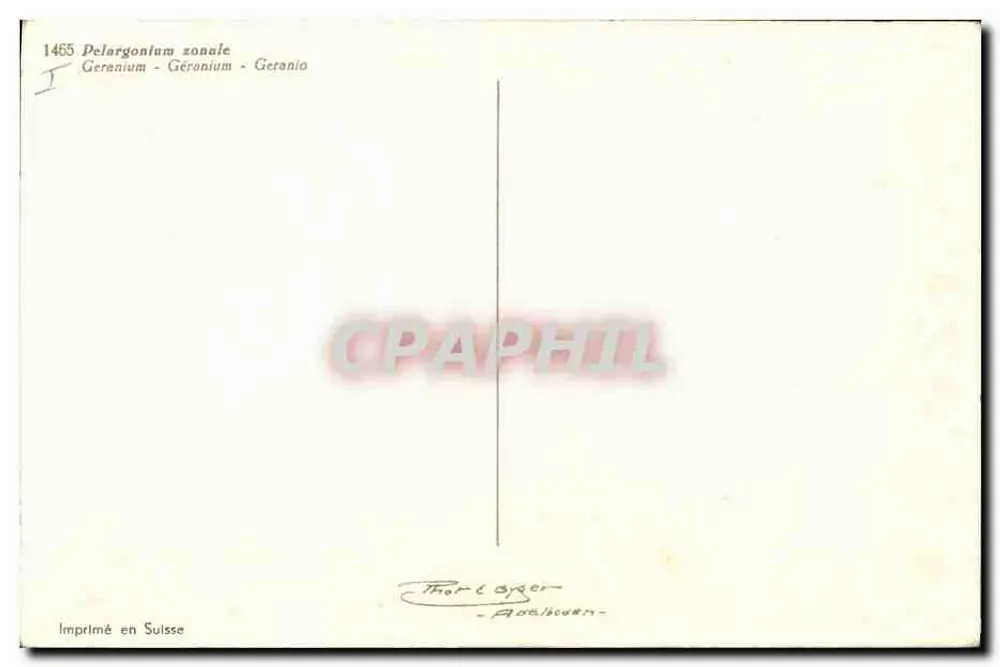 Flor de gerânio vermelho — edição Thor Lager — n°1465 - Verso