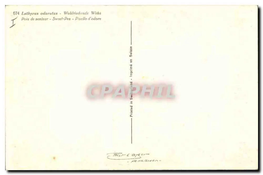 गंधित बीन के फूल — Lathyrus odoratus — स्विटजरलैंड में मुद्रित - पीछे
