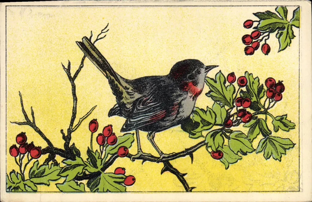 Pássaro em galho de espinheiro — ilustração — editor não visível - Frente