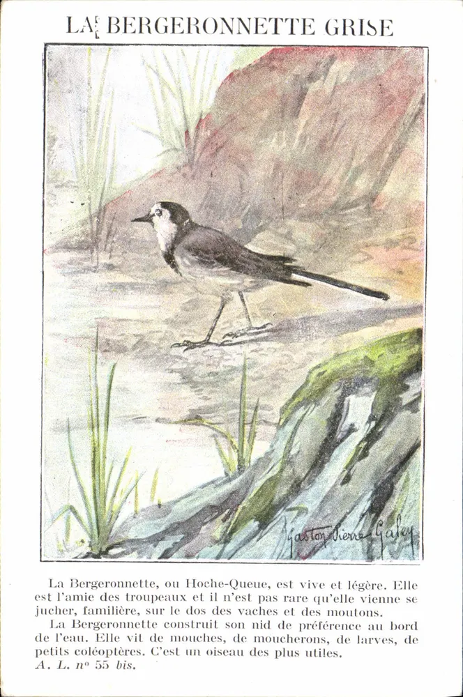 Skrzypka szara — ilustracja naturalistyczna — Gaston Pierre Galey, A.L. n° 55 bis - Awers