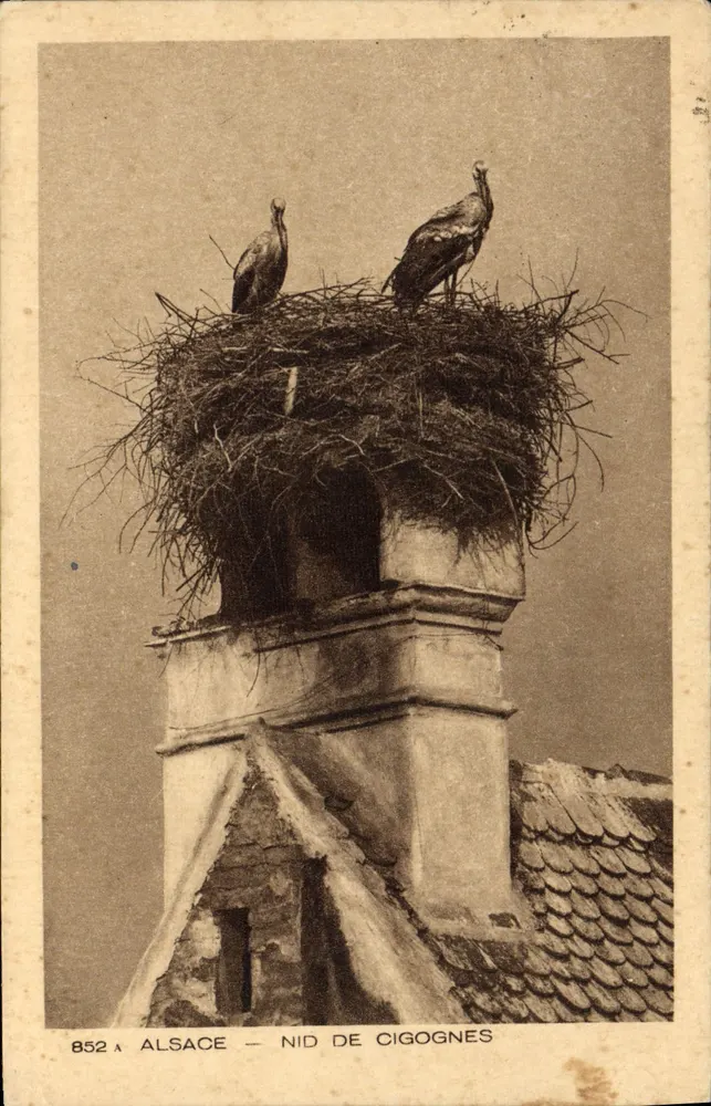 Alsace — Nid de cigognes sur cheminée — Imprimerie Braun & Cie, Strasbourg, n°852A - Frente