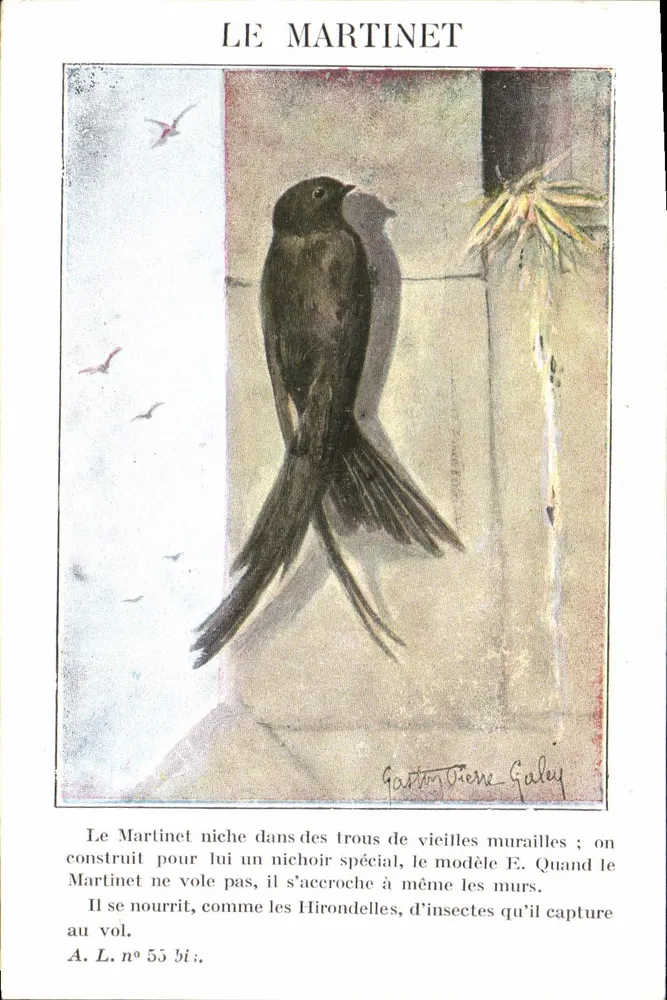 O Martinete — descrição naturalista — A. L. n° 55 bi. ; desenho de Gaston Pierre Galey - Frente