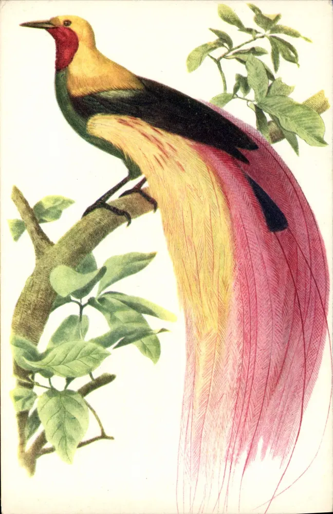 Ave exótica — ilustração naturalista — COMITÉ NATIONAL DE L'ENFANCE, Paris - Frente