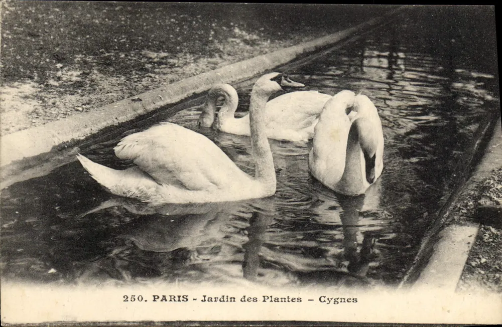 PARIS - Jardin des Plantes - Schwäne — L. Moreau, edit. 159, bd St-Germain, Paris - Vorderseite