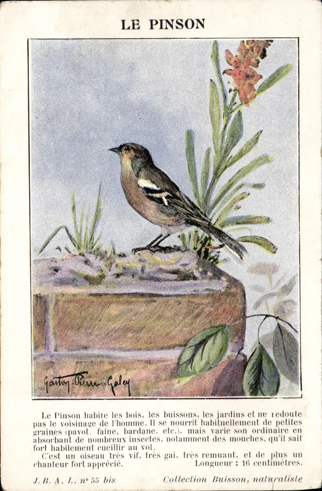 Le Pinson — oiseau chanteur — J.B.A.L. n° 55 bis - Awers