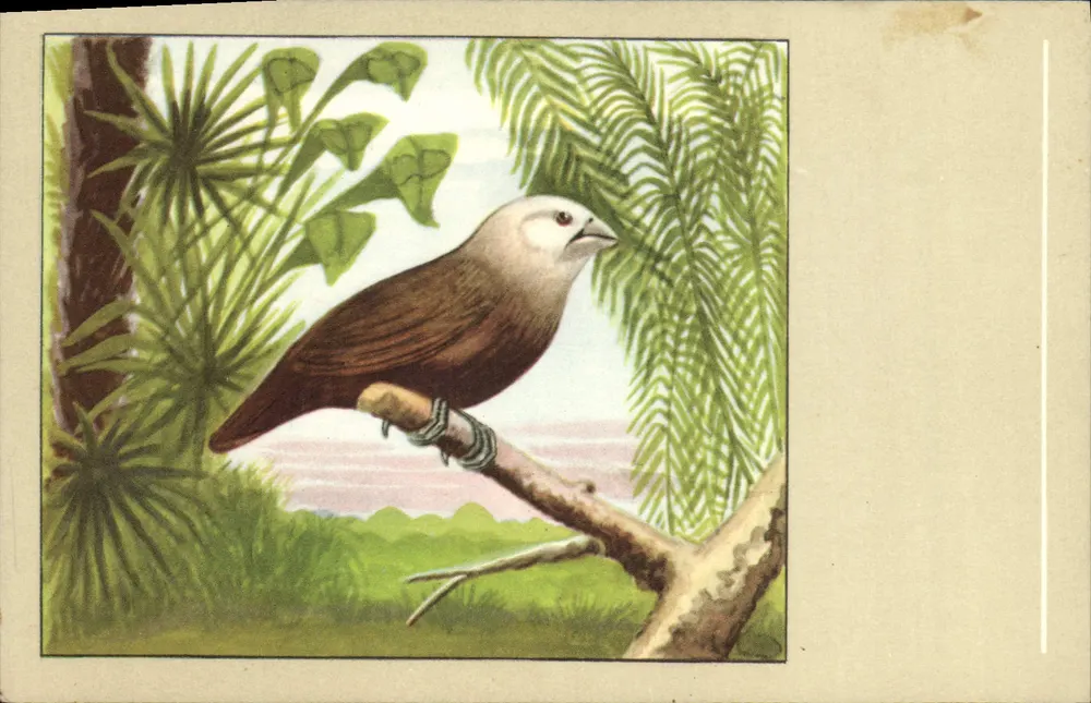 Ave exótico — White-Headed Nun (Lonchura maja) — P. Sluis, No. 42, Ser. 4 - Frente