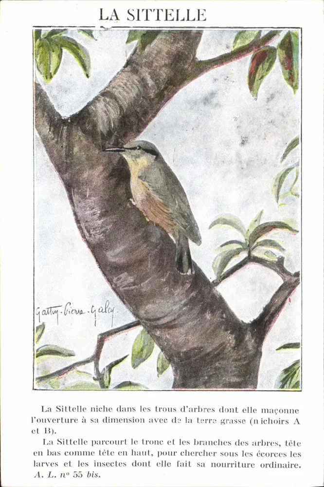 A Sittelle — ilustração naturalista — André Lesot, n° 55 bis - Frente