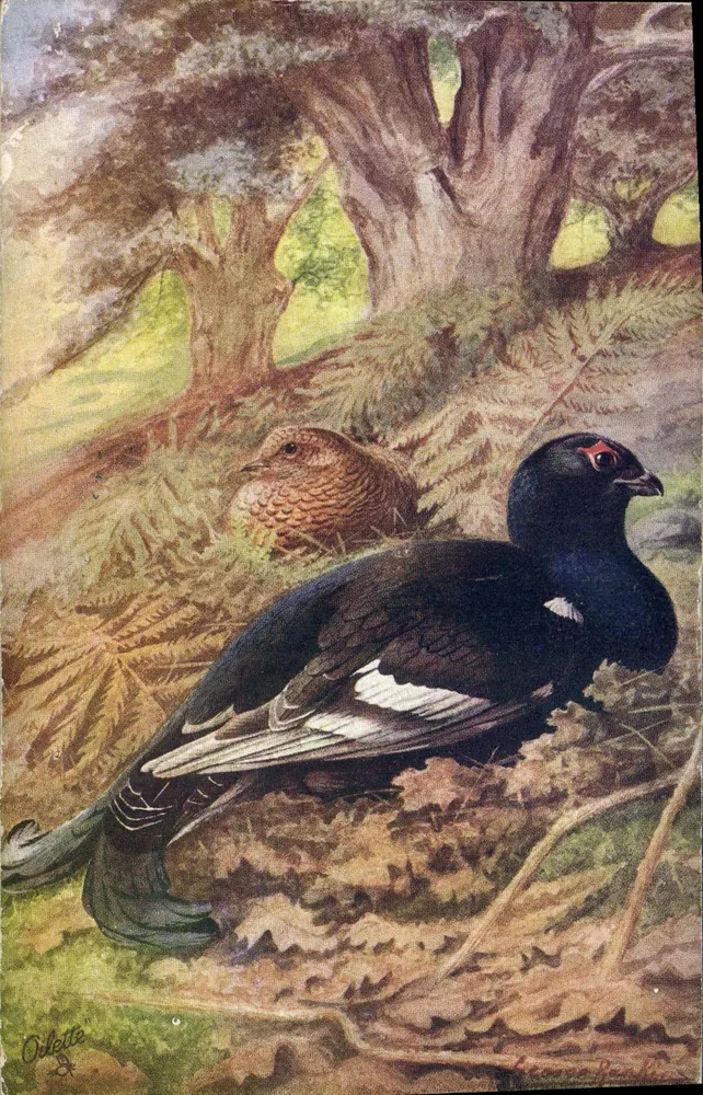 Blackcock — Oullette — Tuck's Post Card, Série I, N° 8781 - Frente