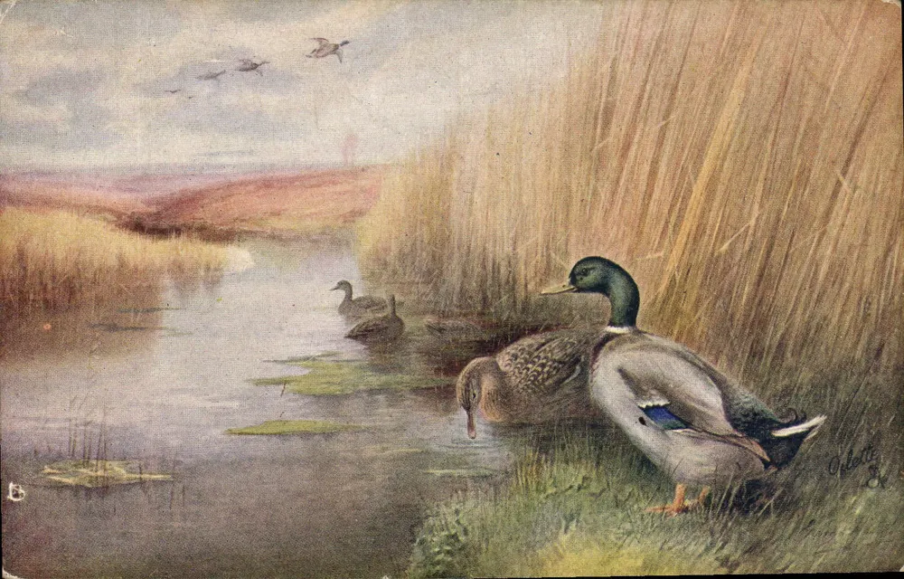 Canards sauvages — scène de marais — éditeur Tuck's Post Card - Frente