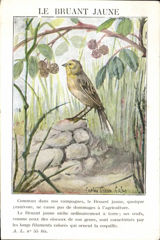 O Pardal Amarelo — ilustração naturalista — A. L. n° 55 bis - Frente