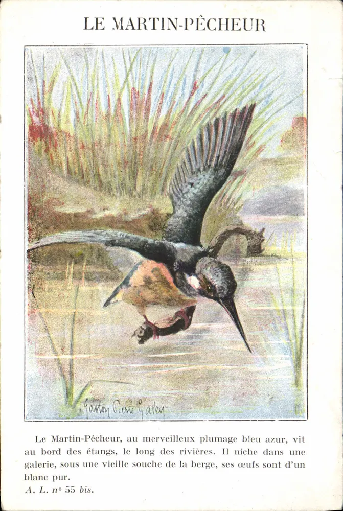 O Martim-Pescador — ilustração naturalista — A. L. n° 55 bis - Frente