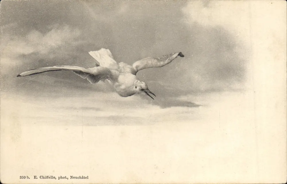 Falcão em voo — E. Chiffelle, fot. Neuchâtel — n° 359 b - Frente