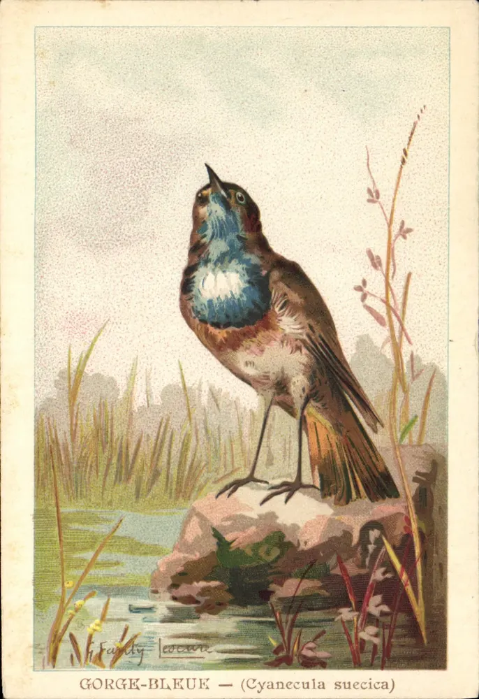Gorge-Bleue — (Cyanecula suecica) — Société Protectrice des Animaux, Paris - Awers