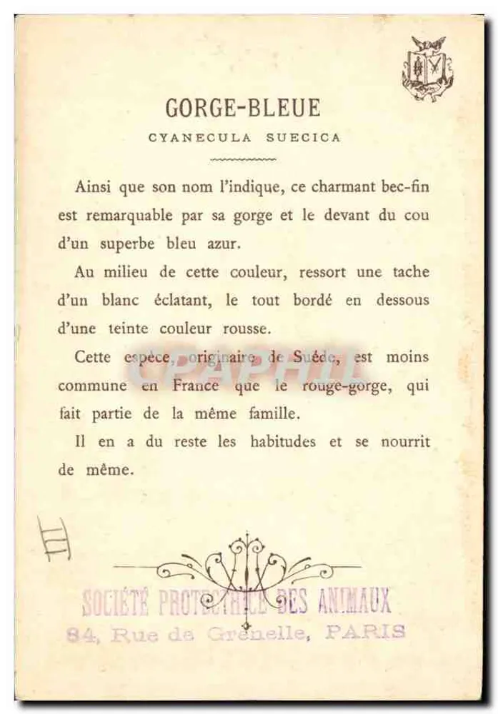 Gorge-Bleue — (Cyanecula suecica) — Société Protectrice des Animaux, Paris - Rewers