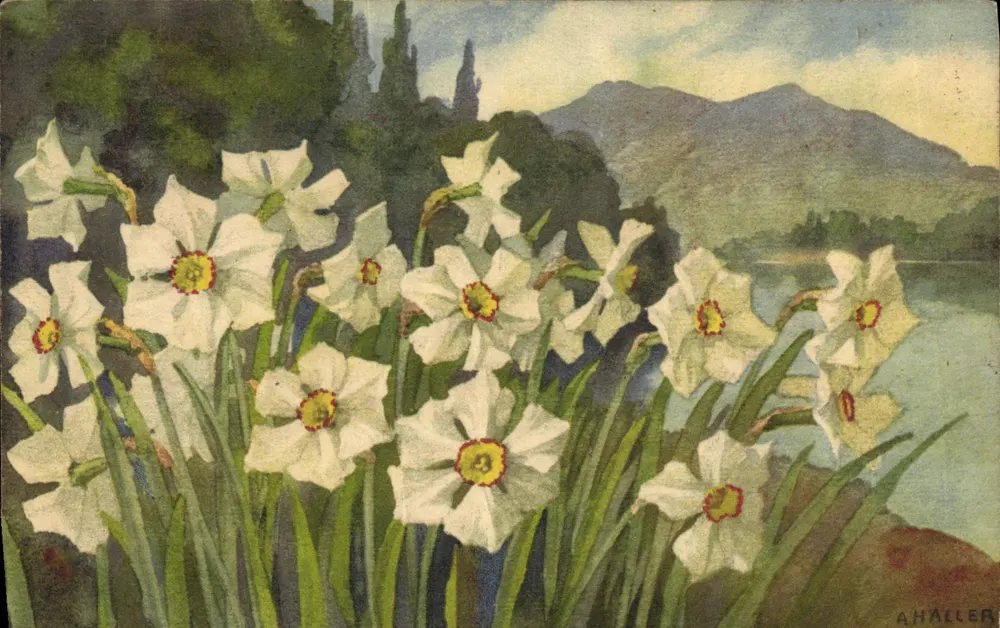 Narcisos — paisagem de montanha — AHALLER - Frente