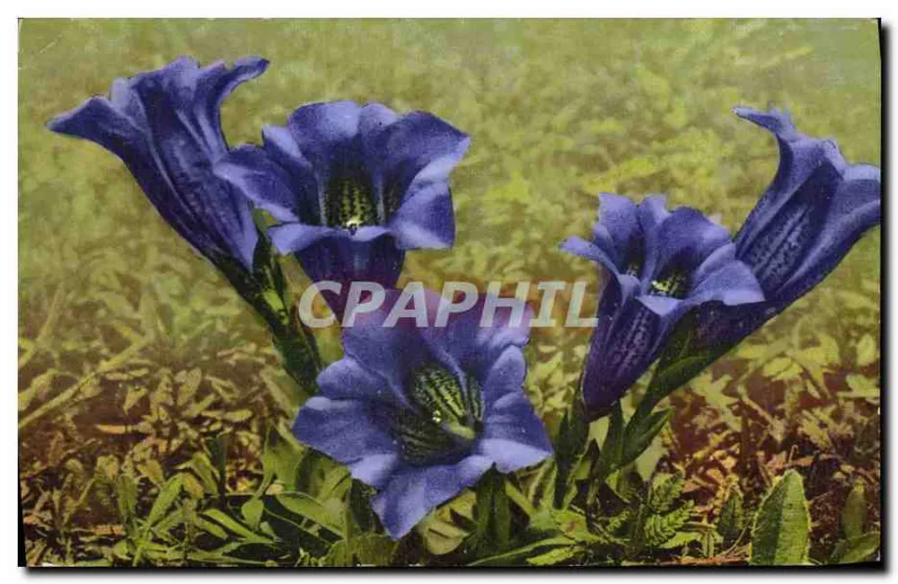Gentiana Clusii — Photochromie — Photochromes, seria 593, nr 1567 - Awers